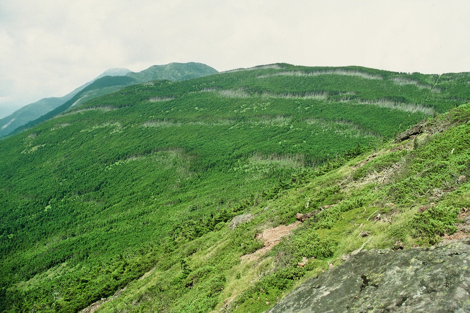 縞枯山　シマガレ現象　長野県　Mt.Shimagare
wave-regeneration forest
Nagano pref., JAPAN